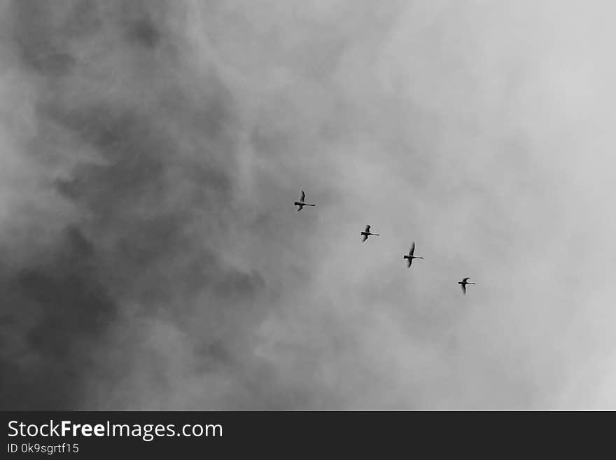 Low Angle Photography of Four Flying Birds