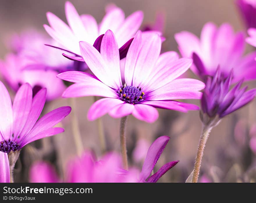 Selective Photo of Purple Daisy Flowers