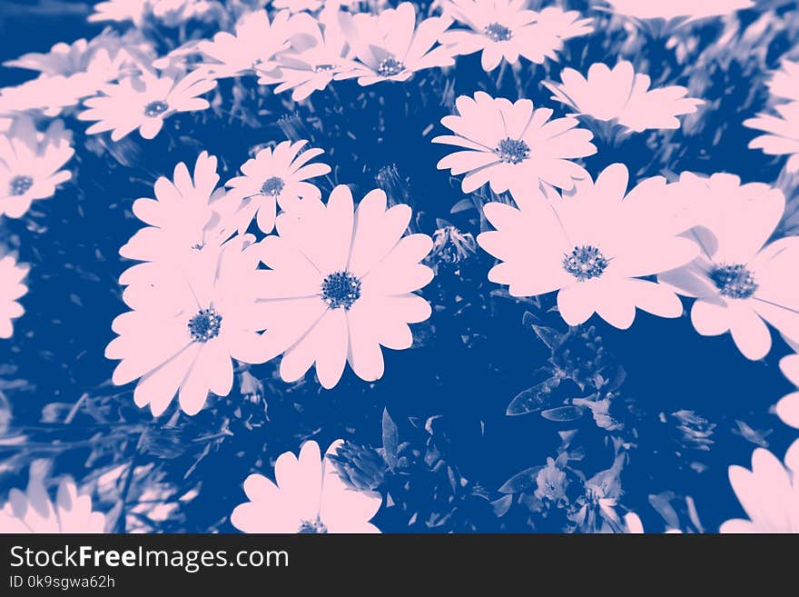 Blue Photo of Petaled Flowers