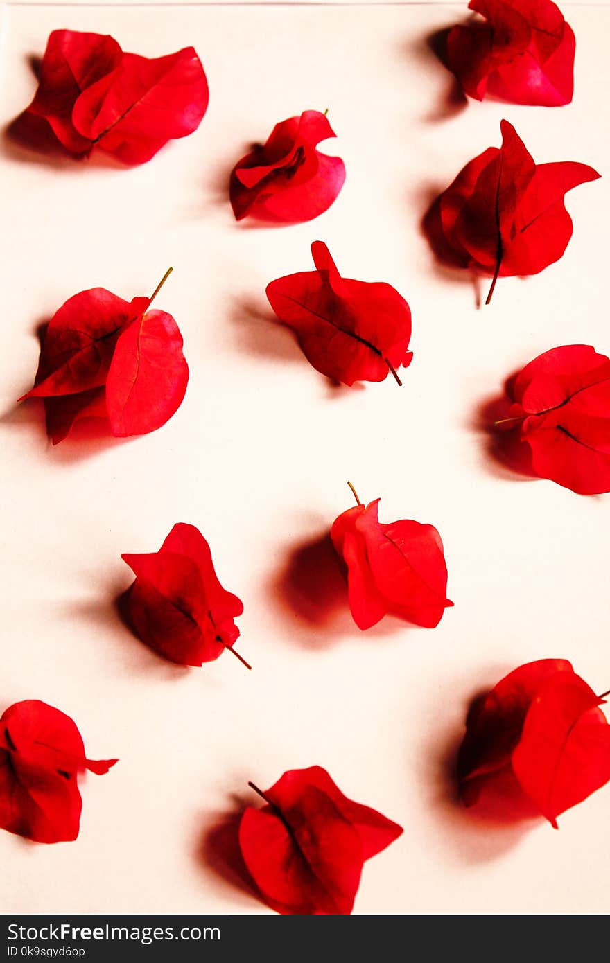 Red Petaled Flowers