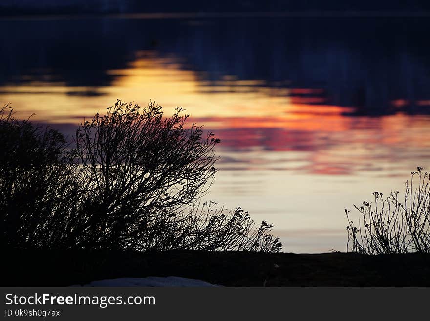 Black Bare Plant Near Body of Water