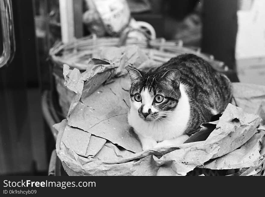 Grayscale Photo Of Tabby Cat