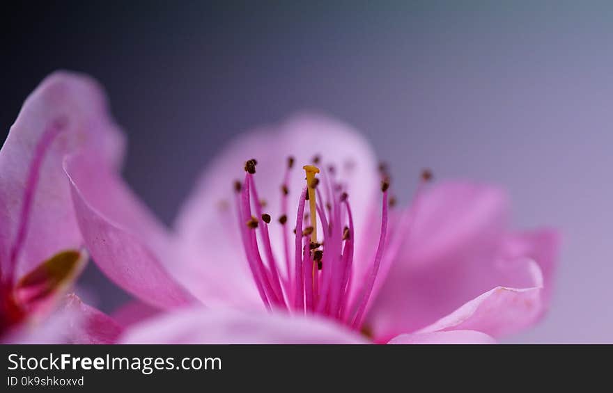 Pink Cherry Blossoms In Bloom Macro Photo