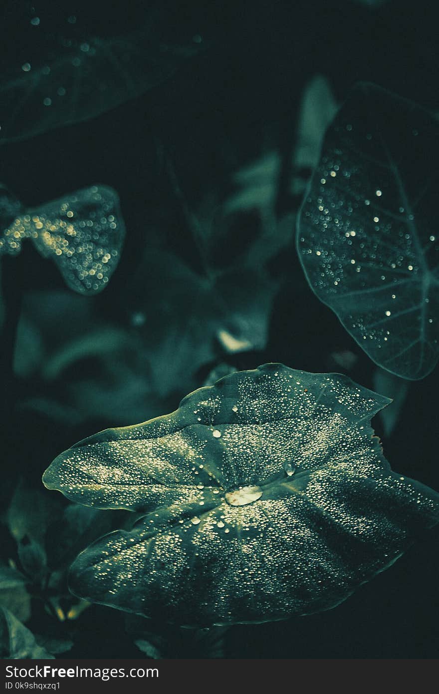 Water Drops On Leaves