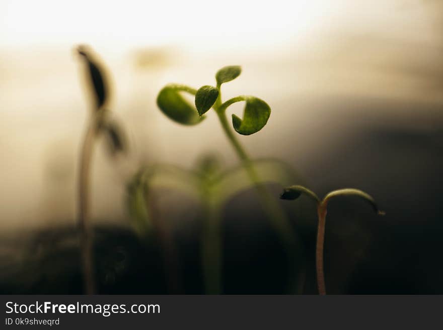 Macro Photography of Leaves