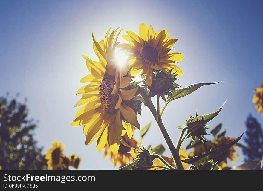 Sunflower Under Blue Sky