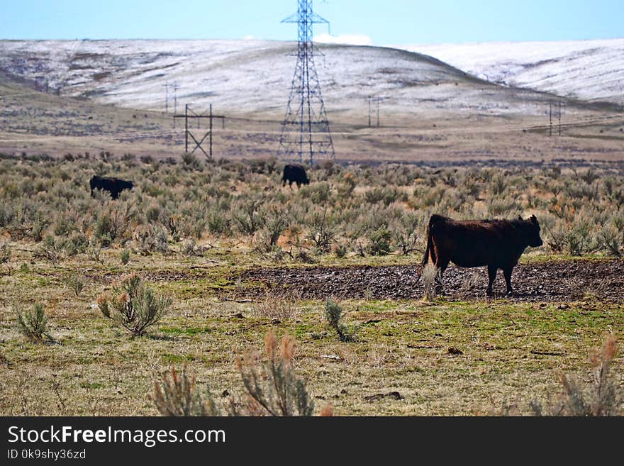 Brown Cow On Green Grass