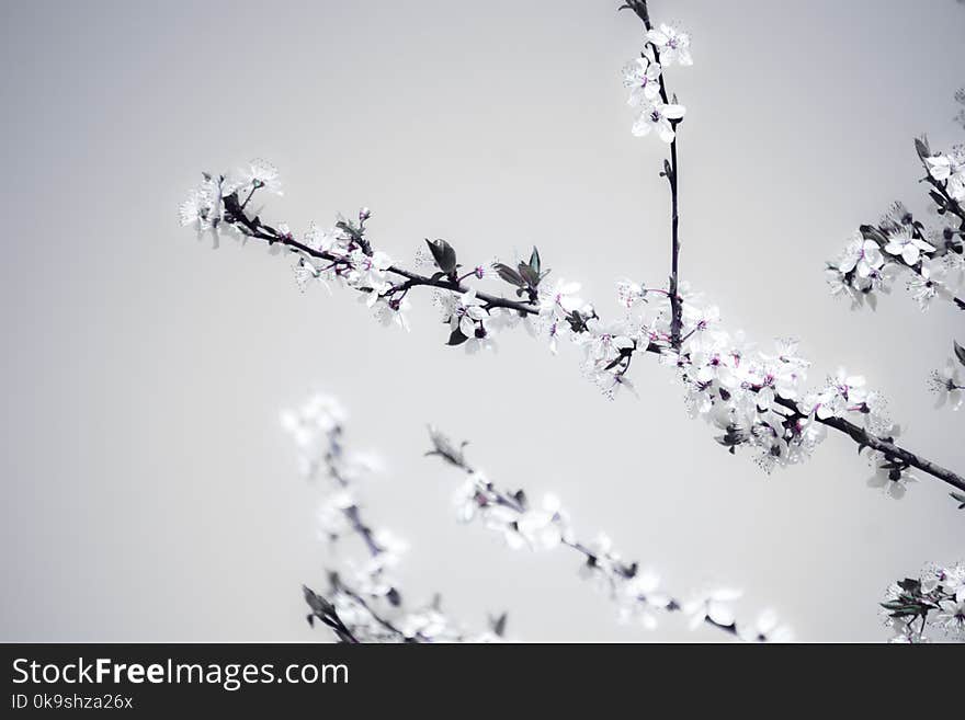 Close-Up Photography of Flower Blossom