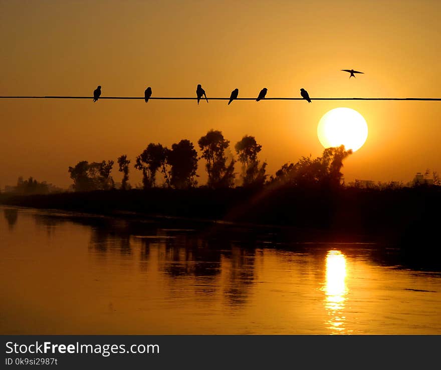 Silhouette sf BirdS Perched On Electric Wire During Sunset