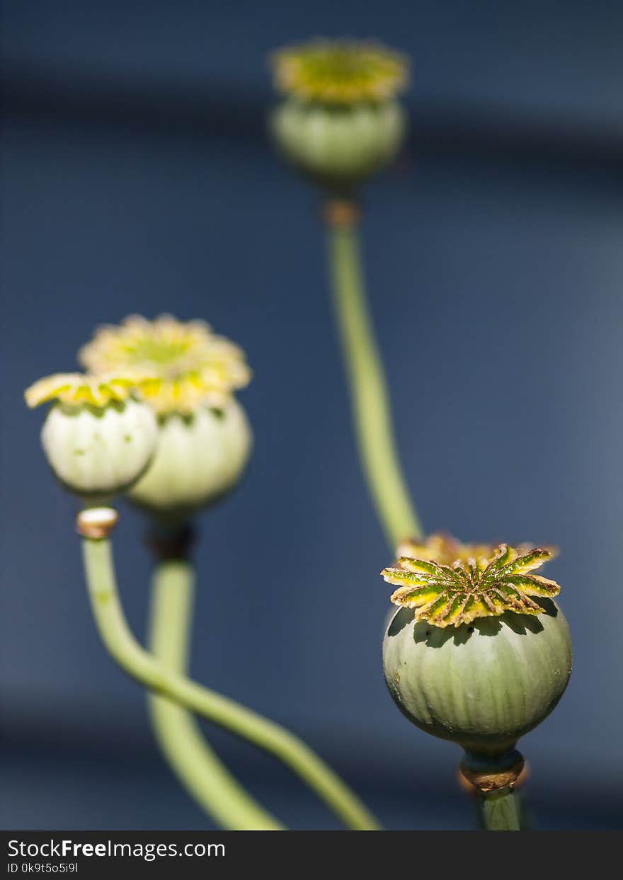 Poppy Seed Head