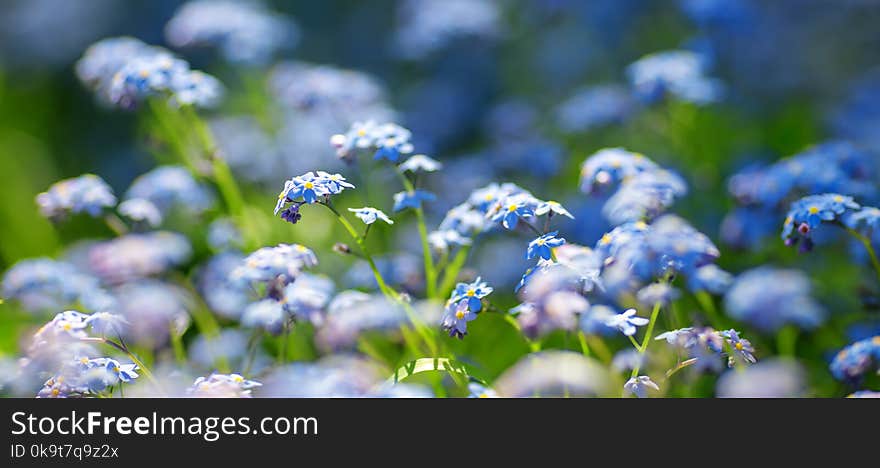 View to blue spring flowers in the park. Forget me not blossom at beautiful sunset with sunlight in the forest in april