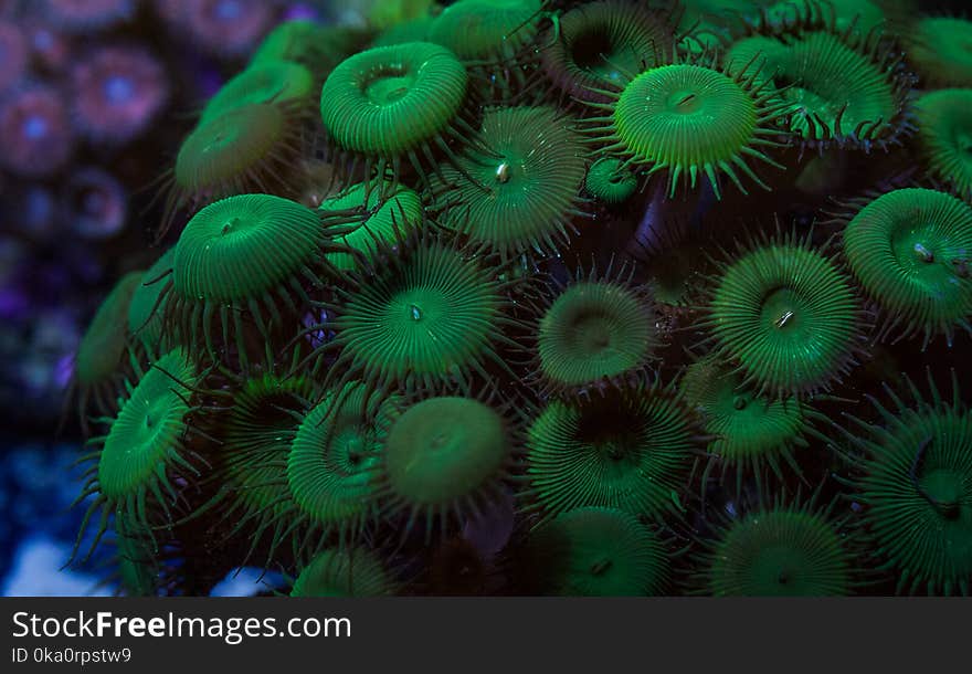 Detailed view of a large colony of dark green palythoa button polyp soft corals. Detailed view of a large colony of dark green palythoa button polyp soft corals.