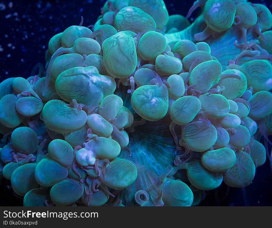 Diagonal green colony of bubble coral, Plerogyra sp, with feeder tentacles extended into the current. Diagonal green colony of bubble coral, Plerogyra sp, with feeder tentacles extended into the current.