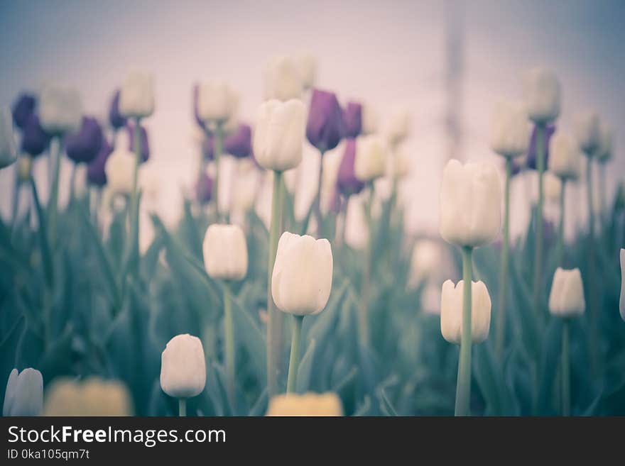 Bright tulips blooming, spring flowers in the flowerbed, city streets decoration, filtered. Bright tulips blooming, spring flowers in the flowerbed, city streets decoration, filtered.