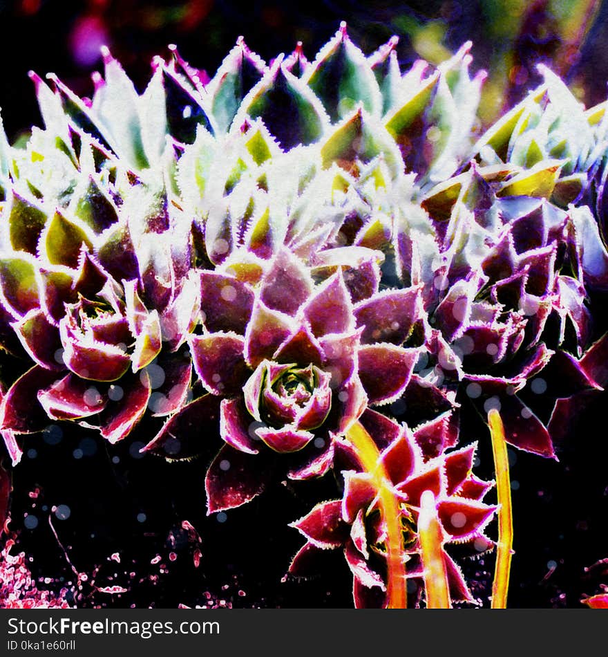 Grunge stylized illustration of a colorful succulent, photo manipulation. Grunge stylized illustration of a colorful succulent, photo manipulation.