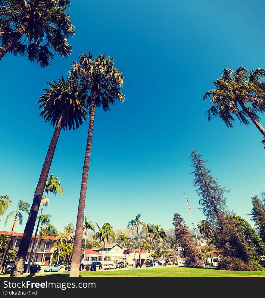 Palm Trees Under A Blue Sky In Santa Barbara