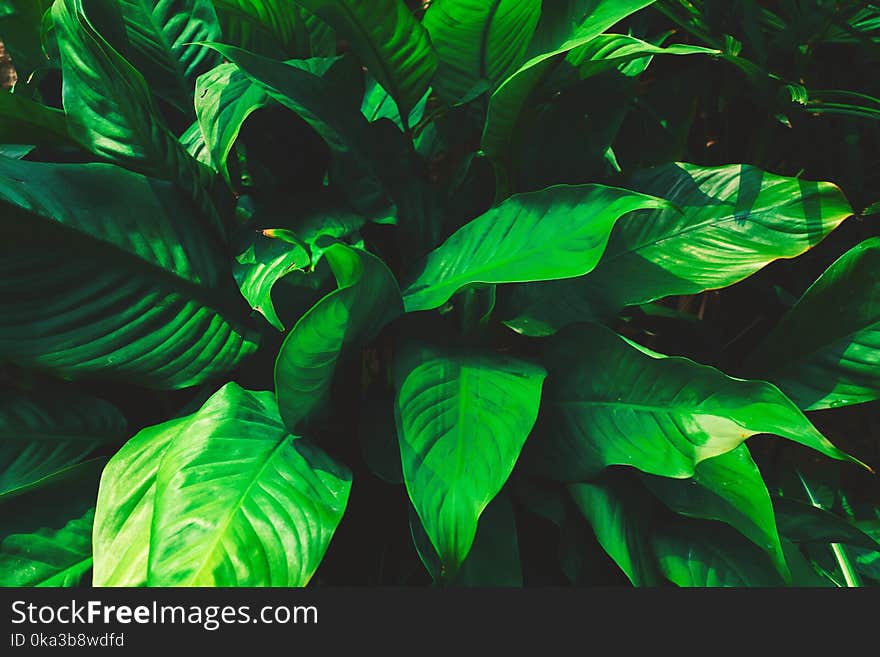 Tropical garden green summer abstract background