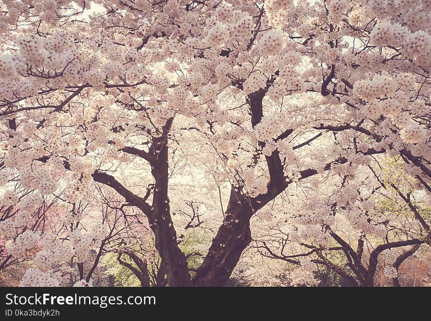 Beautiful cherry blossom tree in park