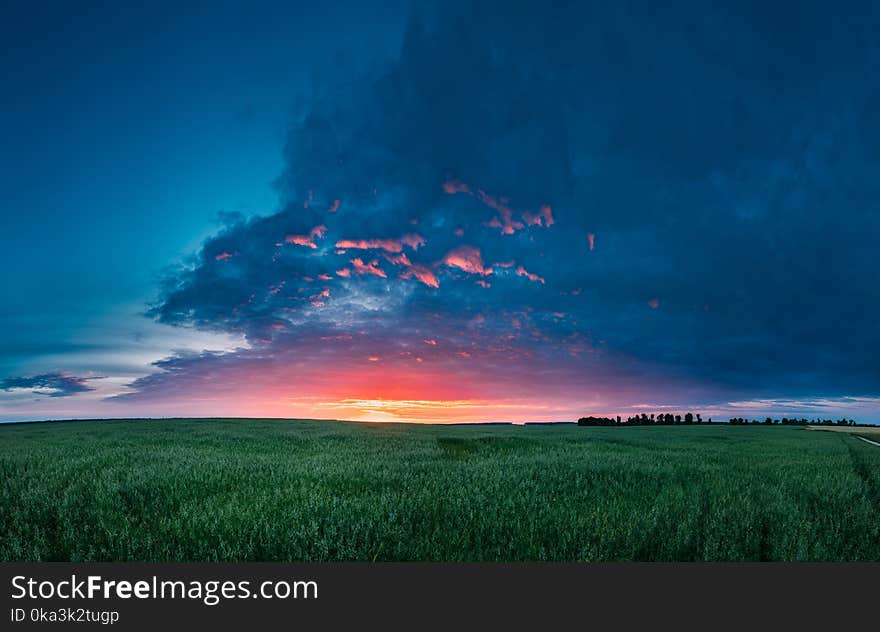 Panoramic Landscape Of Green Young Oat Plantation In Spring Field