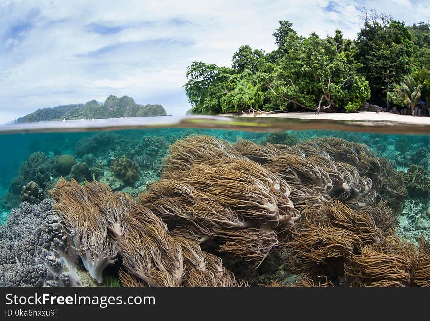 A shallow, healthy coral reef grows in Raja Ampat. This tropical region is known as the heart of the Coral Triangle due to its marine biodiversity. A shallow, healthy coral reef grows in Raja Ampat. This tropical region is known as the heart of the Coral Triangle due to its marine biodiversity.
