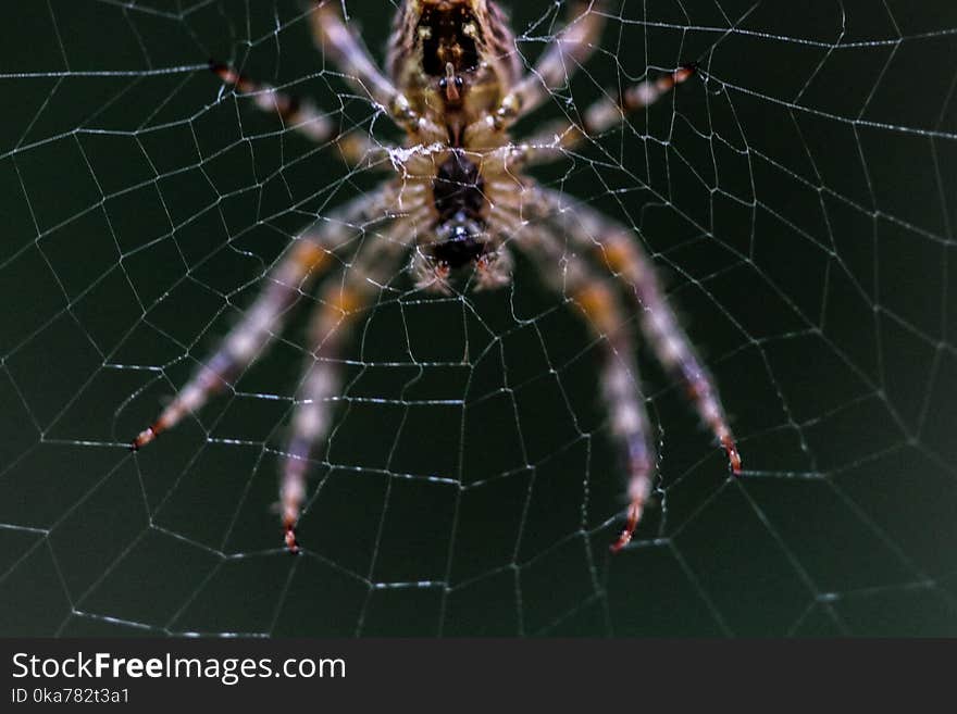 Close-up Selective Focus Photography of Barn Spider on Web