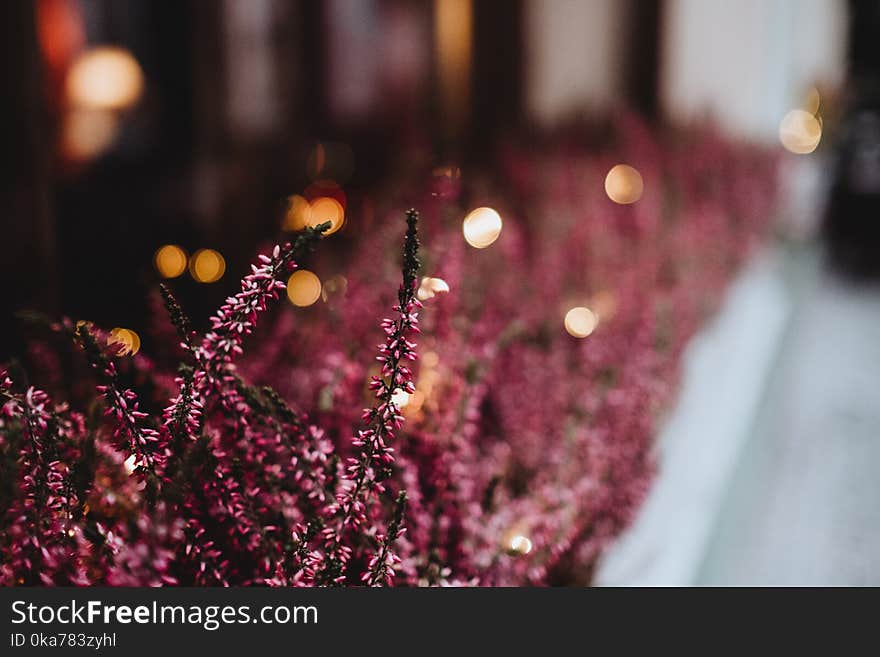 Close-up Photography of Pink Cluster Petaled Flowers