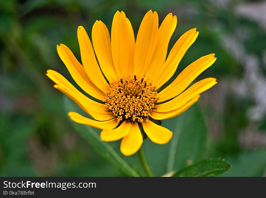 White Daisy Flower in Closeup Photography