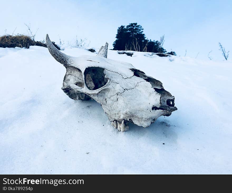 Animal Skull on Ground Covered With Snow