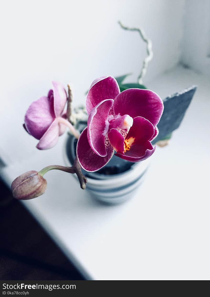 Purple Orchid in White Ceramic Pot