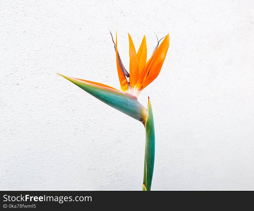 Orange Birds of Paradise Flower Closeup Photo