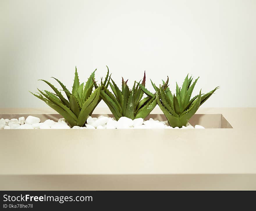 Three Green Aloe Vera Plants