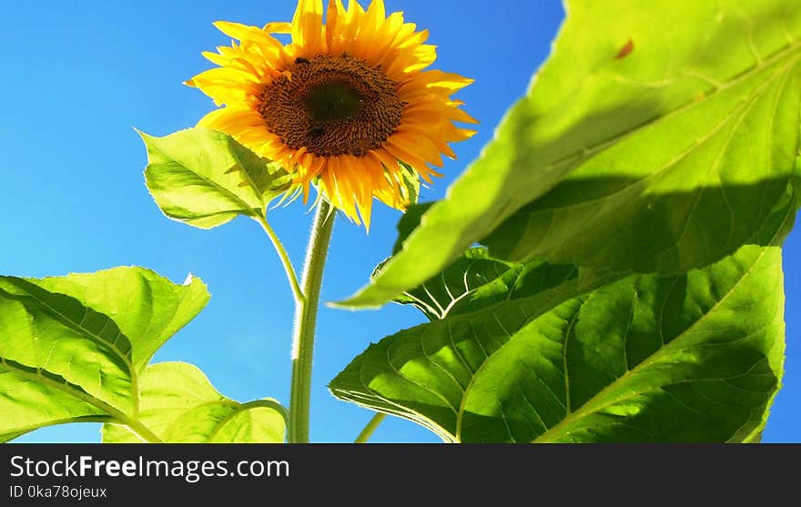 Worm&#x27;s Eye View Photo Of Sunflower