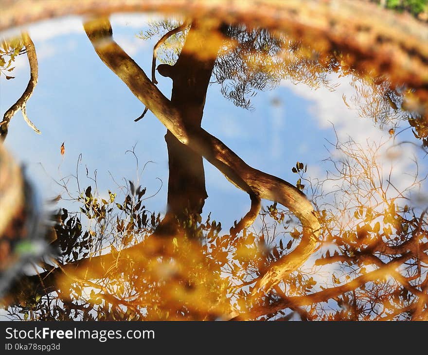 Reflection Of Tree