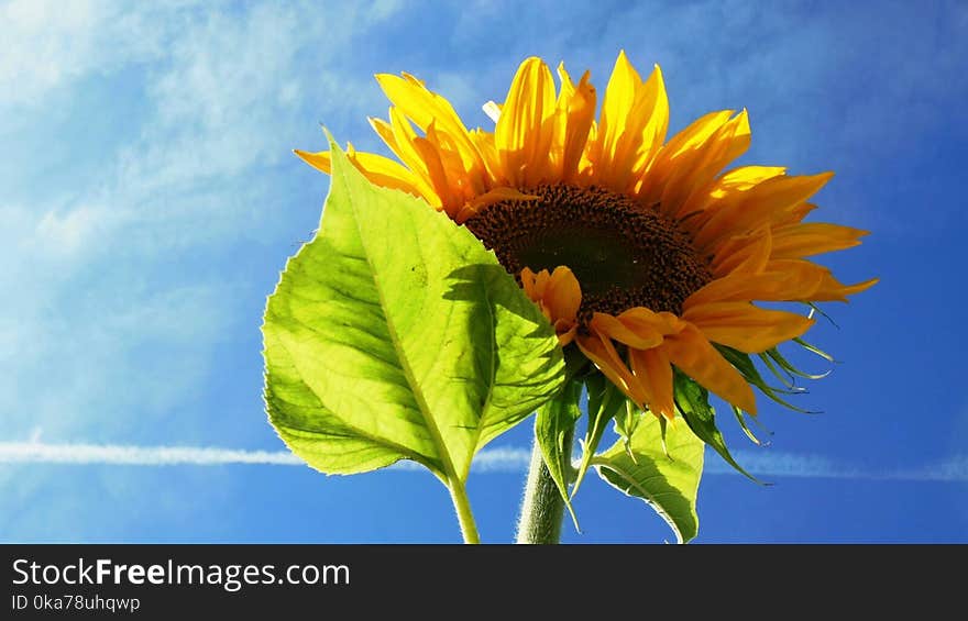 Low Angle Photography Of Sunflower