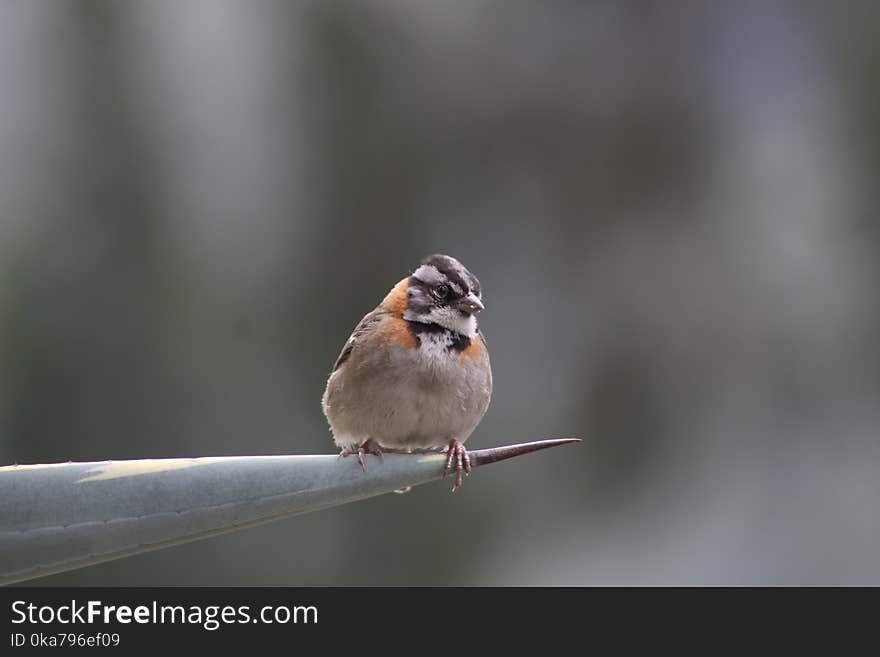 Passerine Bird