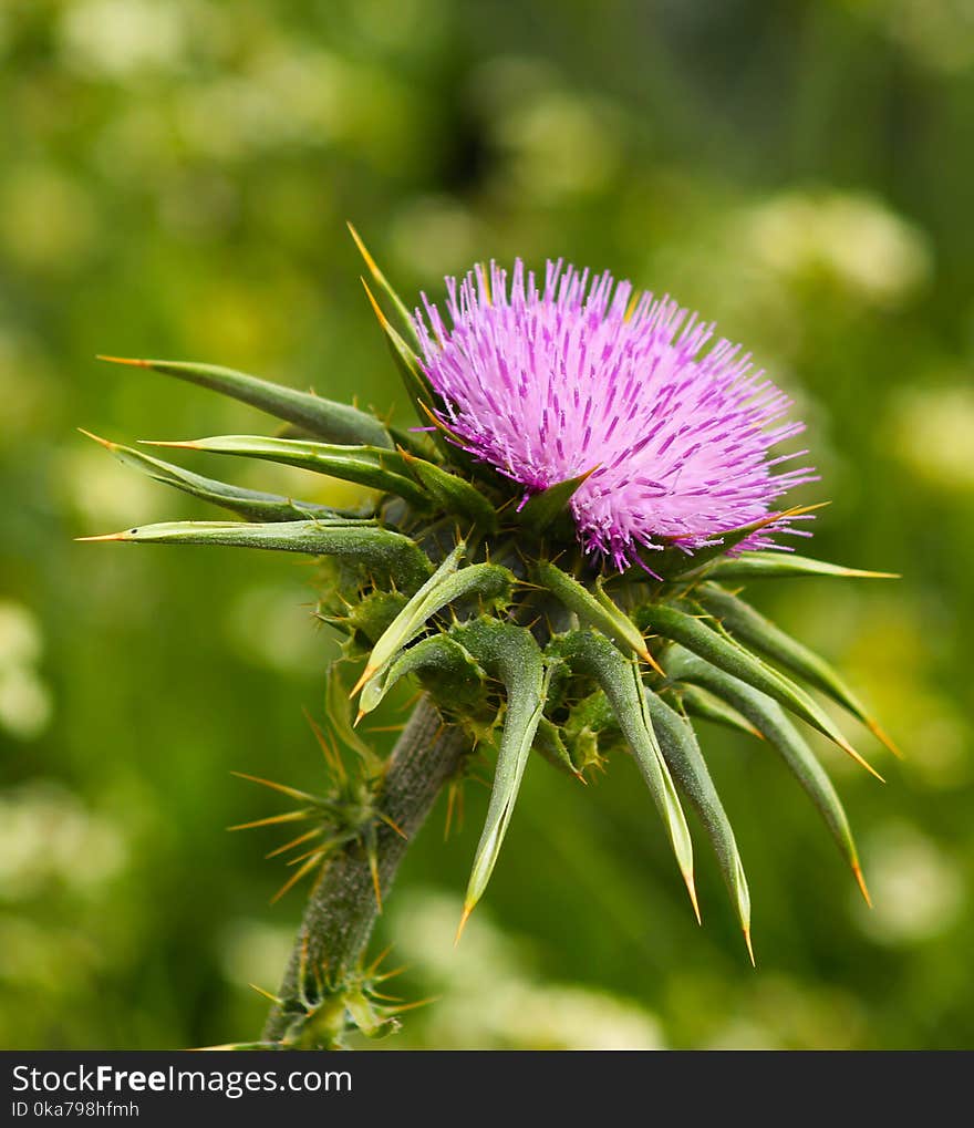 Close-up Photography Of Purple Flower