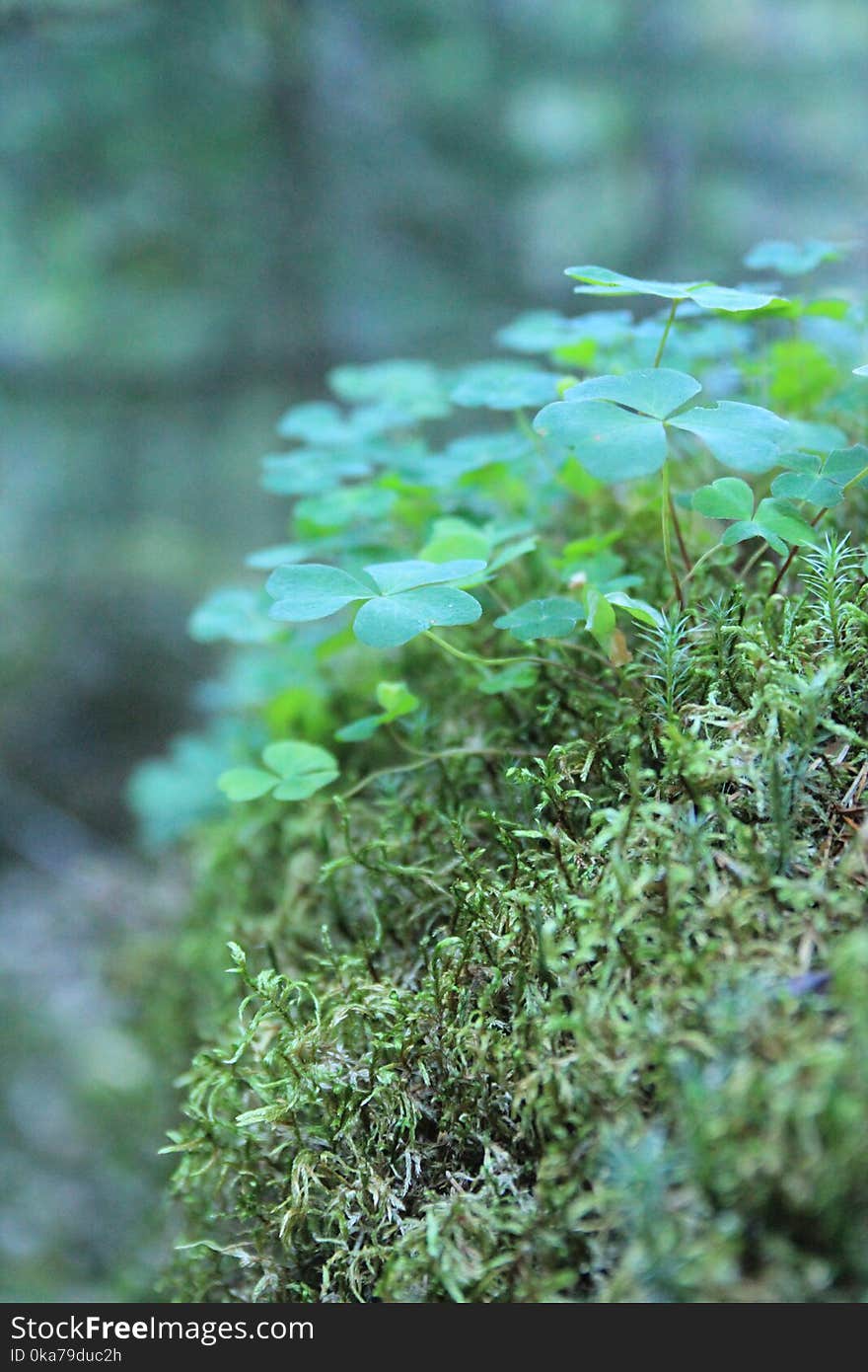 Green Clover Plants