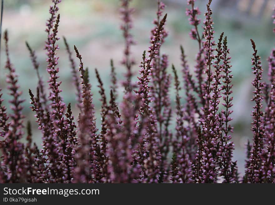 Selective Focus Photography Of Purple Flower Buds