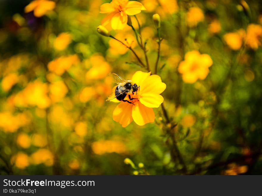 Macro Photography of Bumblebee