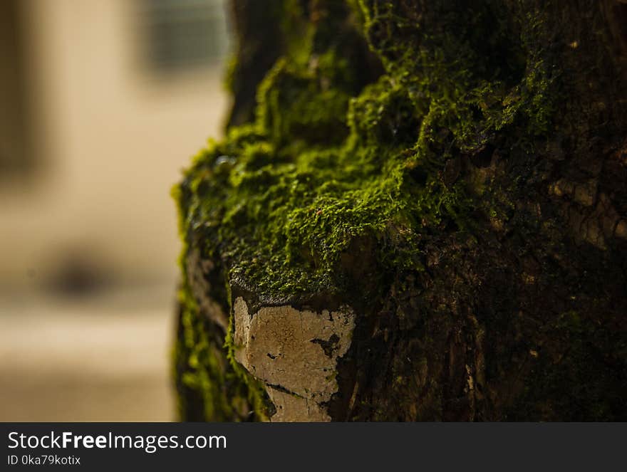 Close-up Photo Of Green Moss