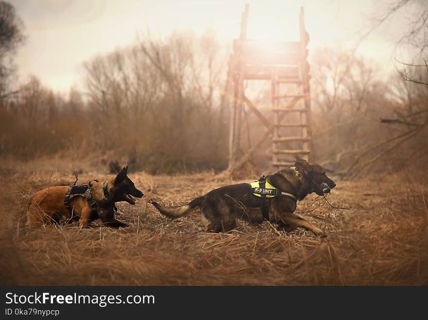 Two Dogs Chasing Each Other