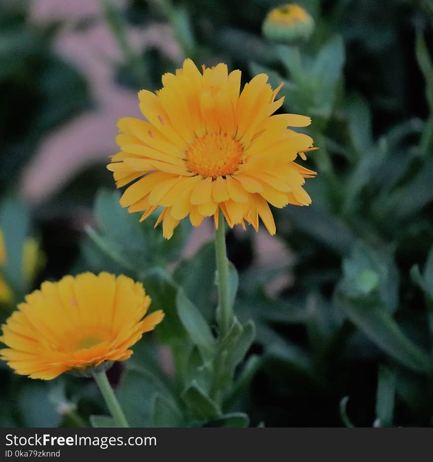 Yellow Petaled Flower