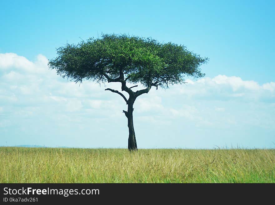 Tree Surrounded by Green Grass