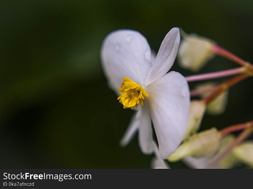 Closeup Photography Of White Flower