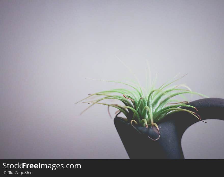 Green Plant In Black Vase