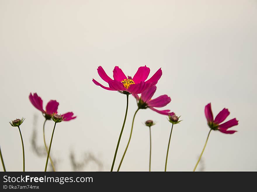 Pink Petaled Flowers