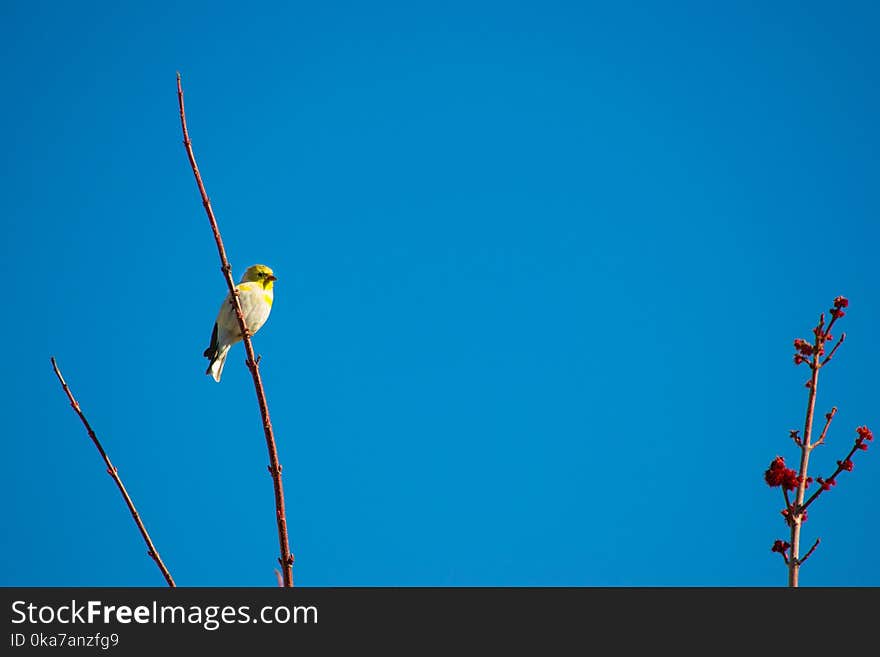 Bird Perched