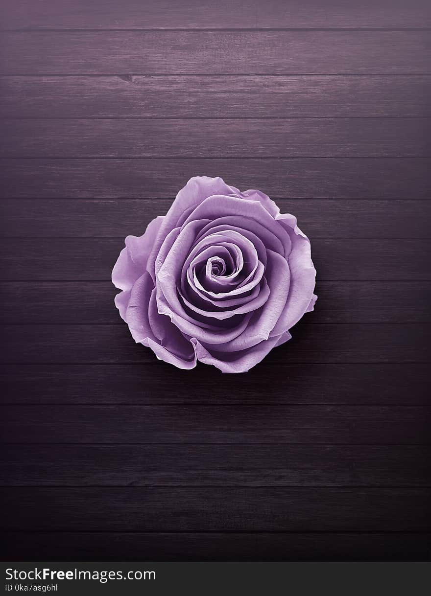 Purple Rose On Wooden Surface