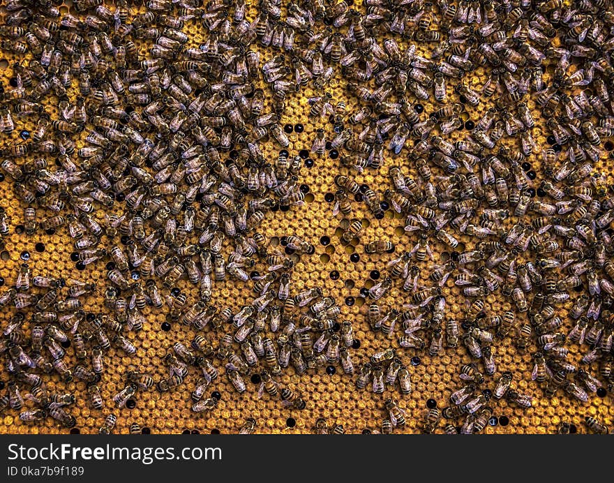 Swarm Of Honey Bees