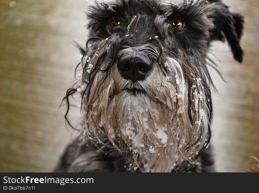 Schnauzer Dog